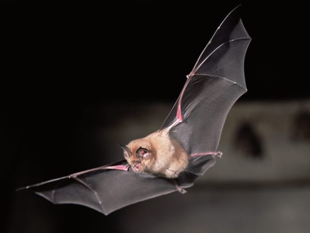 Bat in flight