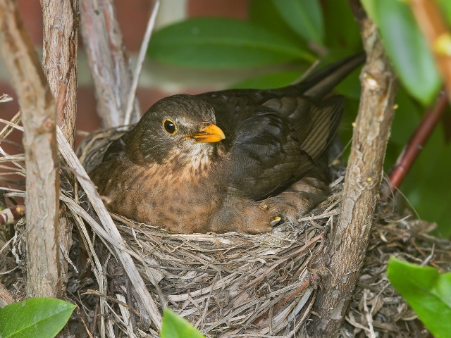 Nesting bird