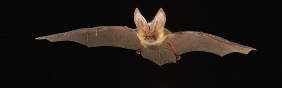 Brown Long-eard bat