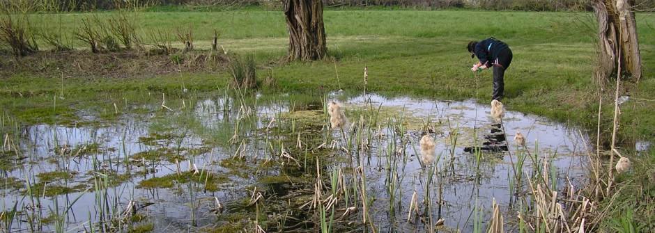 J Taylor Ecology Consulting Ecology Great Crested Newt Survey